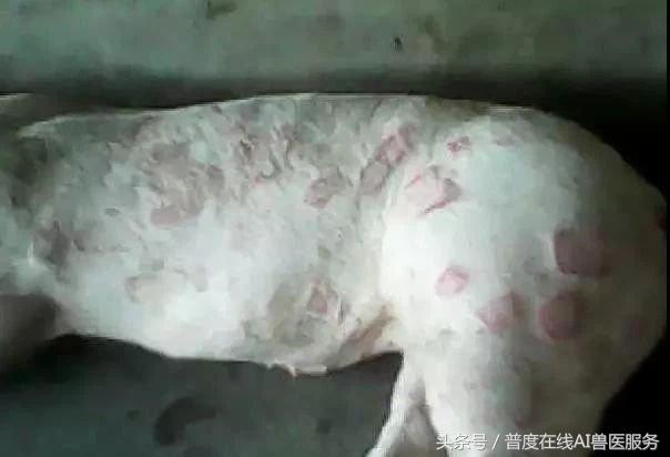 无疹块猪丹毒误诊为蓝耳？大猪死亡率高！