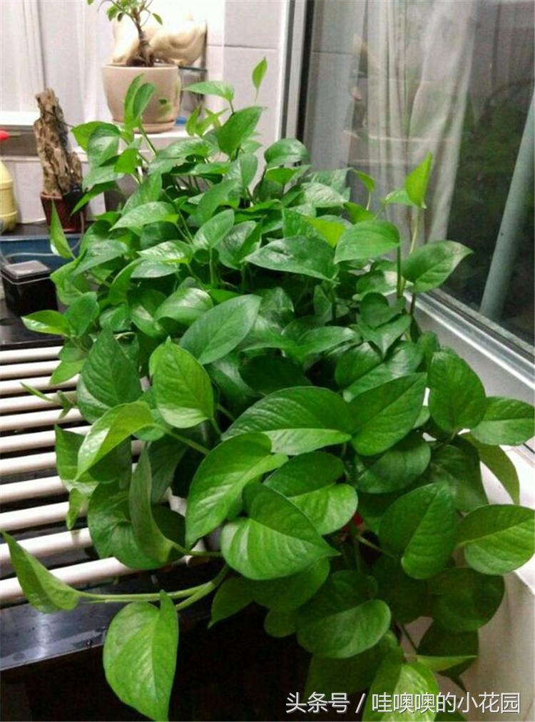 水培绿萝水里放什么能让绿萝生根,水培绿萝水里放什么绿萝长得茂盛