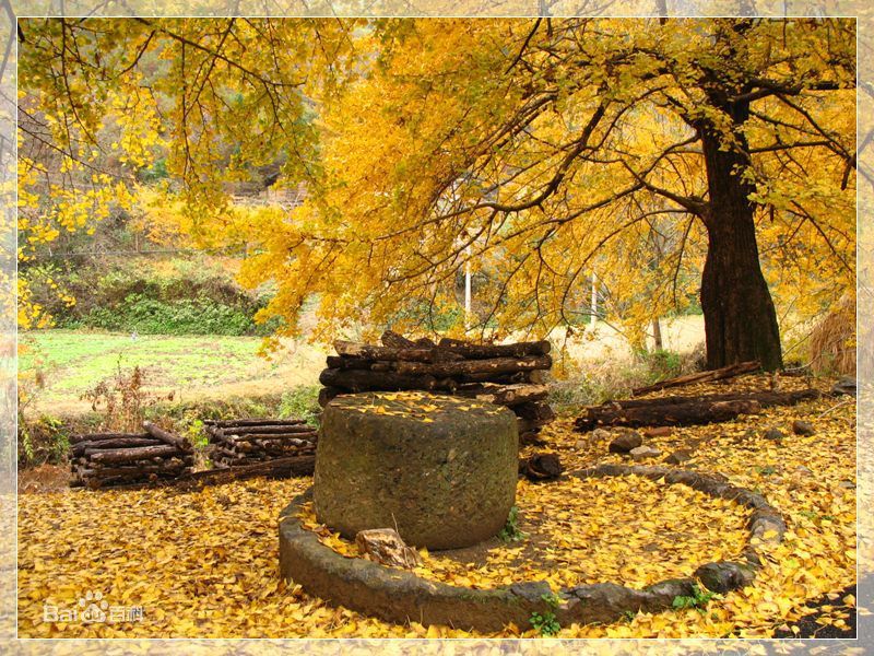 孝感名称典故,孝感钱冲银杏谷