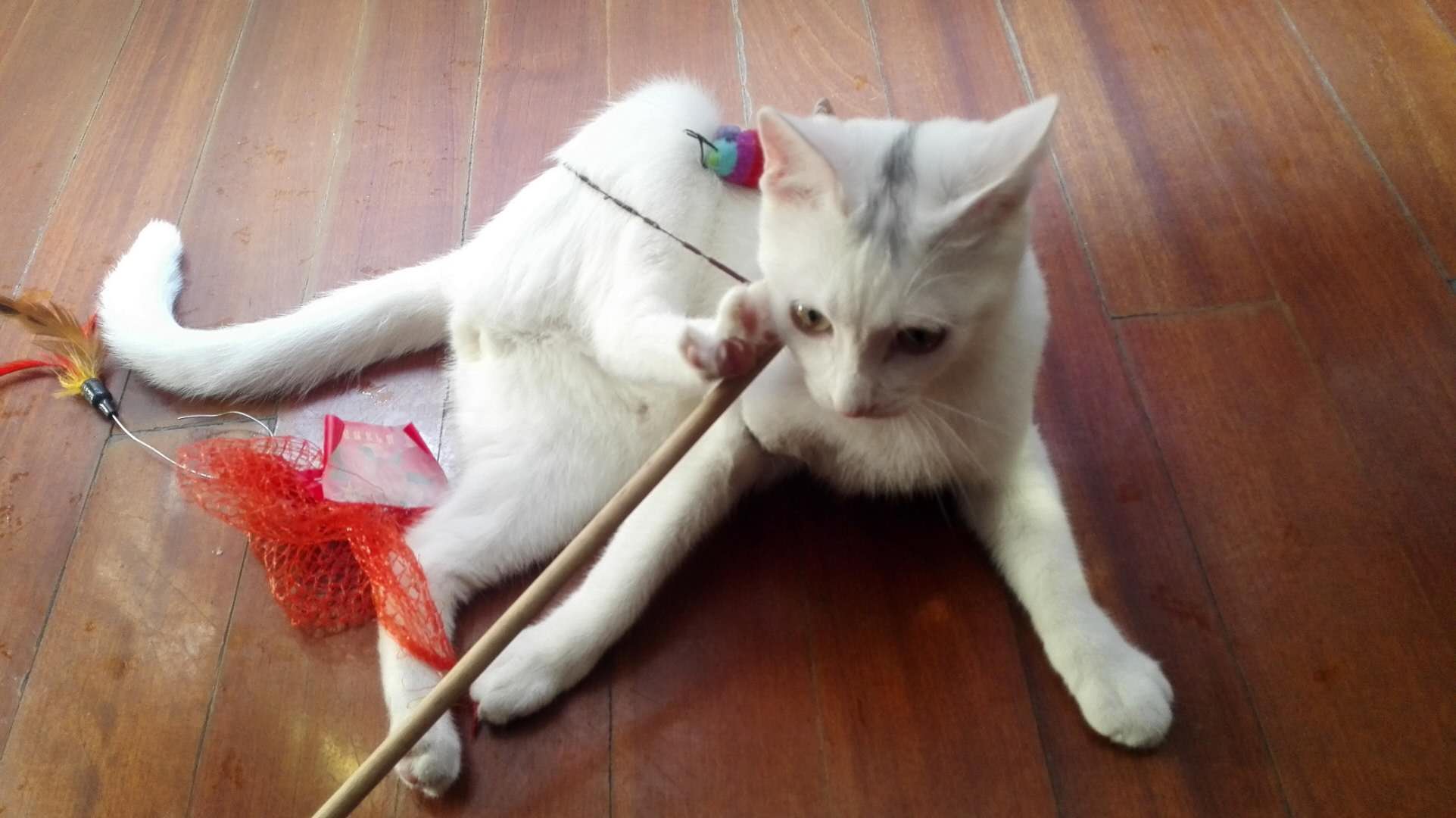 豆哥是一只松鼠,豆哥真实搞笑视频