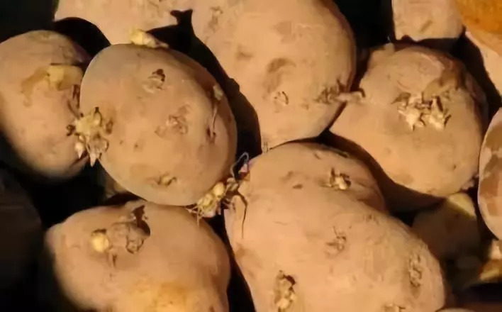 一家5口中毒是什么原因,一家五口绿豆汤中毒事件