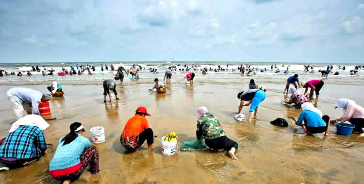 海边贝类种类,各种贝类的名称