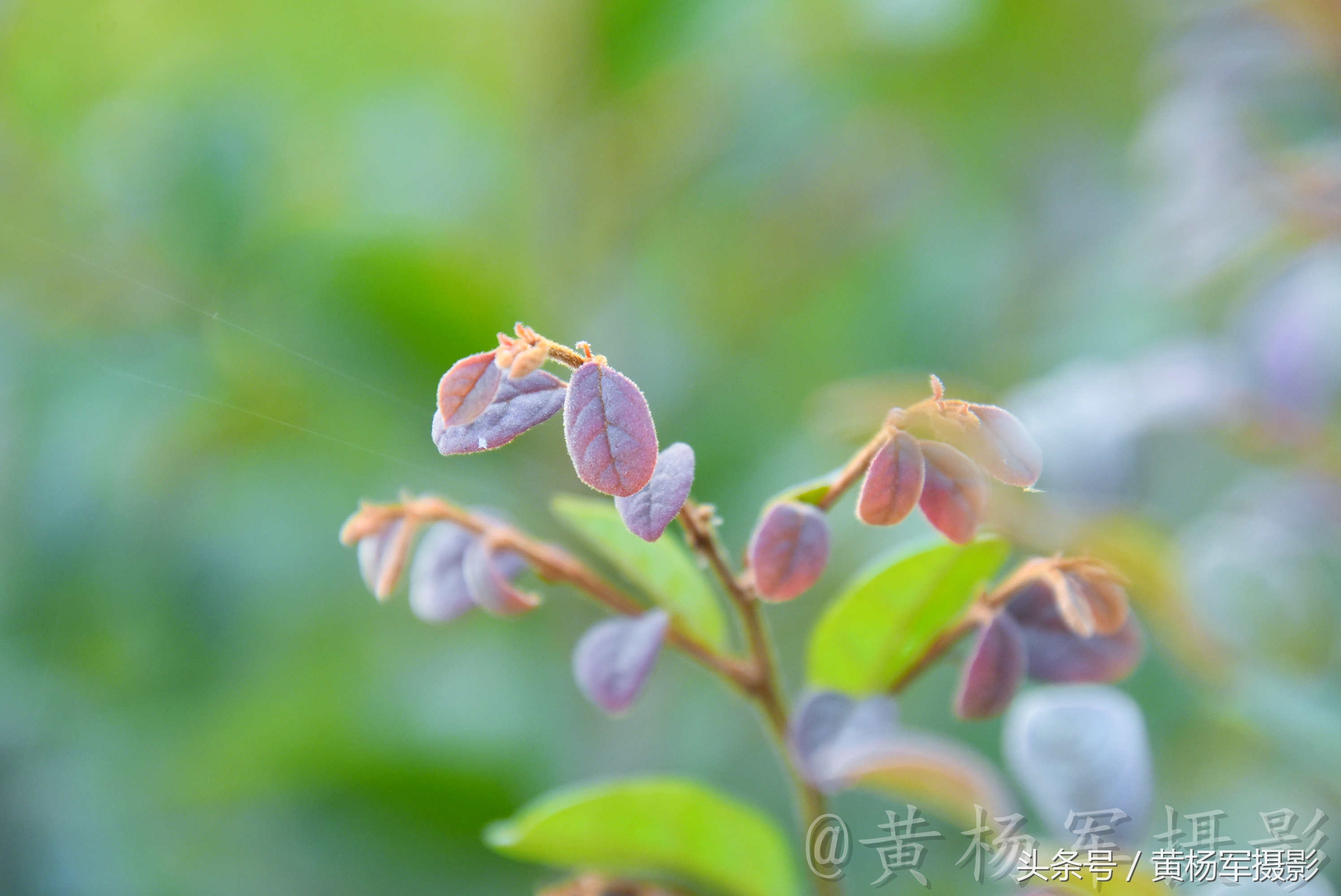 遇见·红花继木·的美