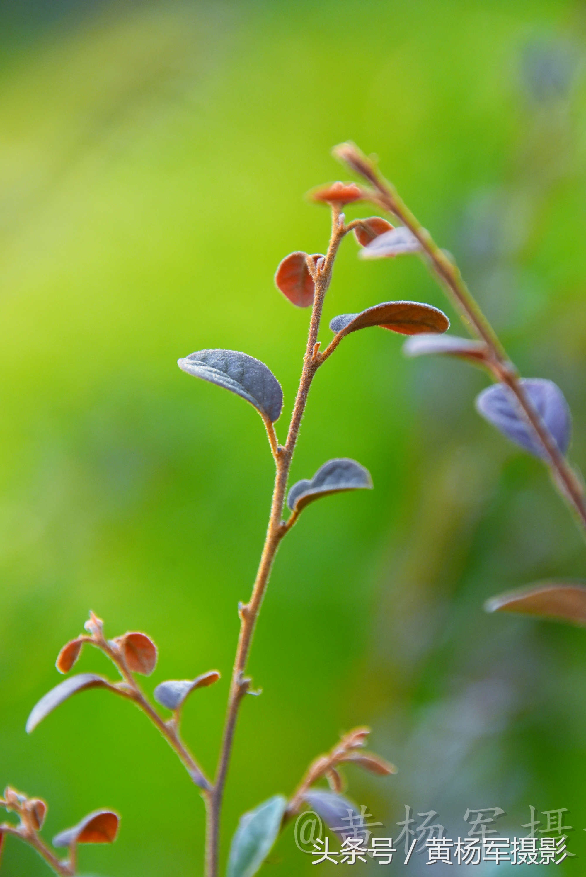 遇见·红花继木·的美