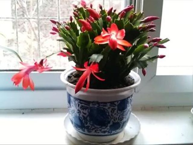 如何把蟹爪兰养得又直又壮,养蟹爪兰有两个诀窍