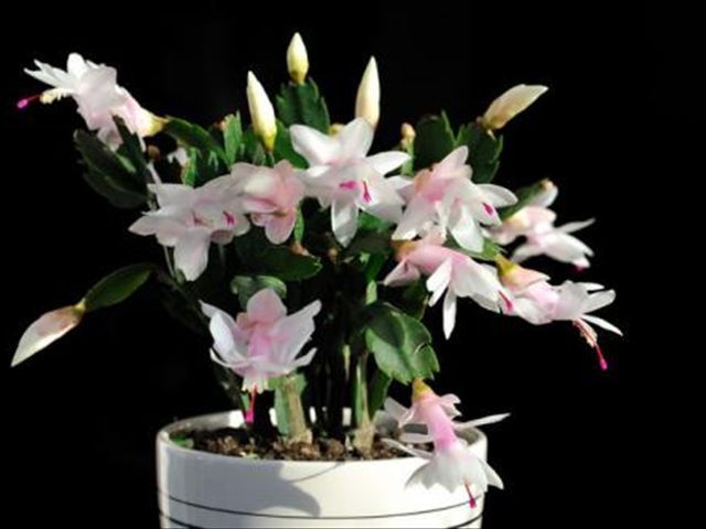 如何把蟹爪兰养得又直又壮,养蟹爪兰有两个诀窍