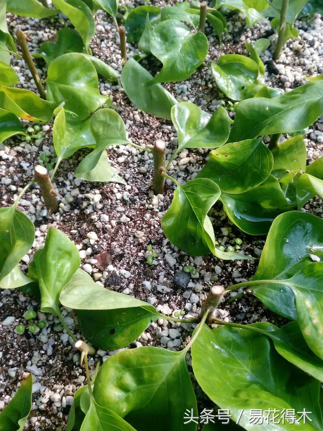 老枝杜鹃如何扦插,老枝杜鹃怎么扦插