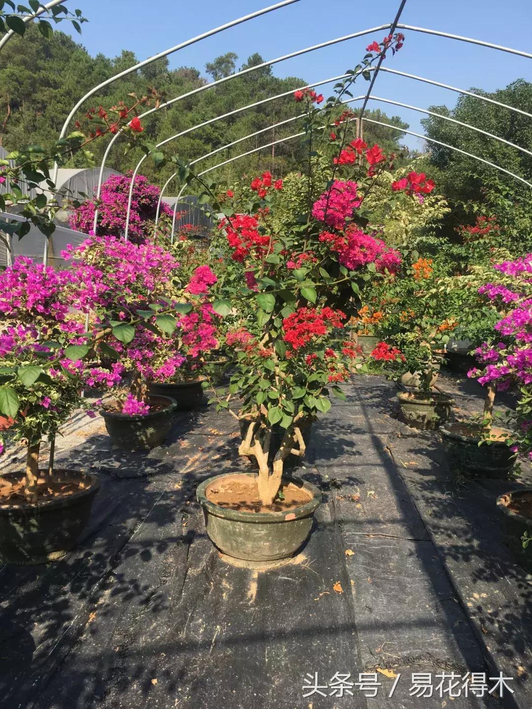 老枝杜鹃如何扦插,老枝杜鹃怎么扦插