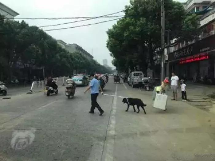 拉布拉多不养了怎么办,拉布拉多不护主人