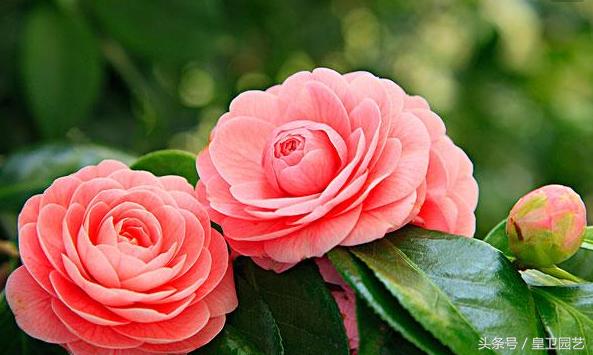 中国传统十大名花你知道多少,中国十大名花的寓意和象征意义