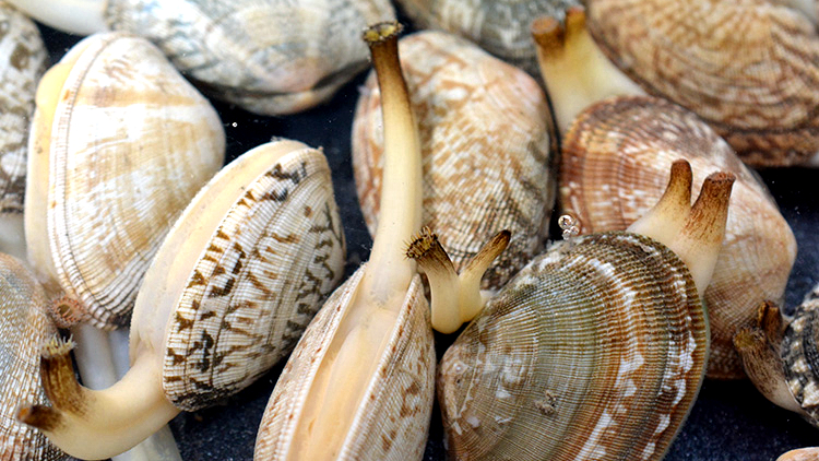 海边贝类种类,各种贝类的名称