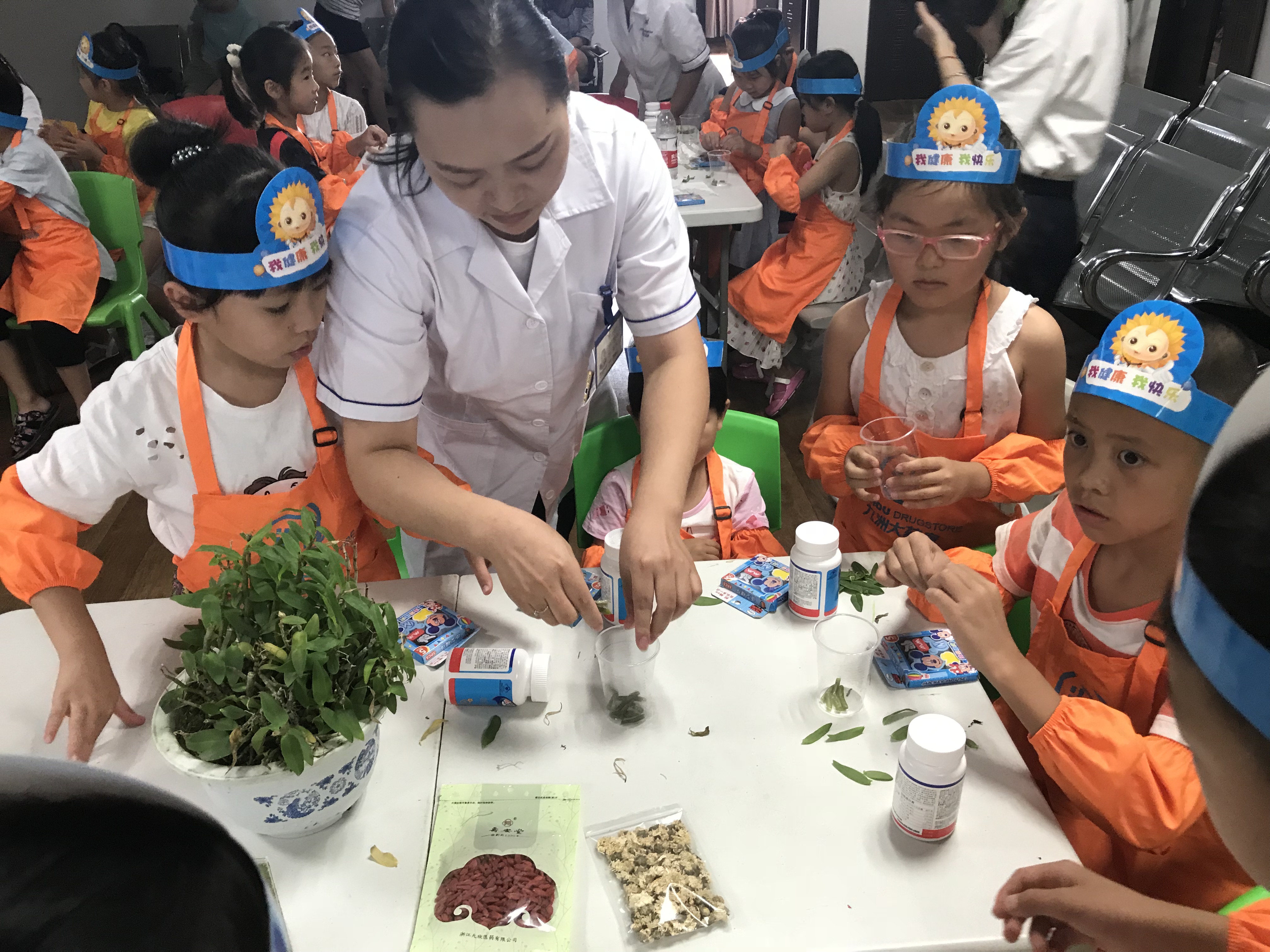 中华小药师夏令营第六课：认识神奇的仙草——石斛