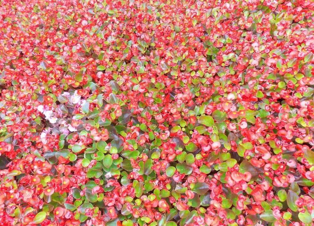 惊喜！8月24日黄姚花海景区免费入园了，这些“仙境”你舍得错过吗？