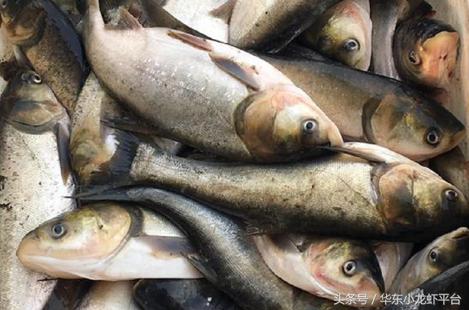 养小龙虾赚钱吗怎样养殖确保收益,基本的小龙虾养殖技术