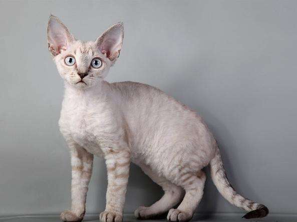 喵星人大图,喵星人大黄狗