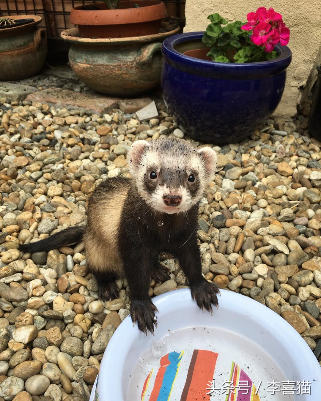 宠物貂宠物猫,宠物貂跟猫咪