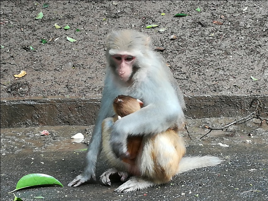 贵州自驾游旅游攻略自由行,贵州环省自驾旅游攻略