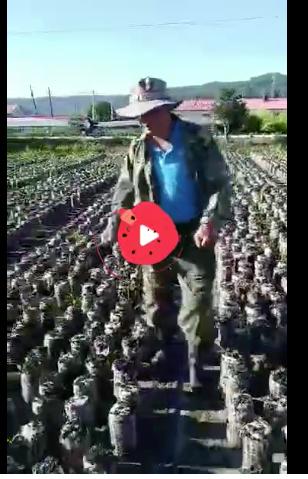 木耳养殖过程中打药吗,种植的木耳打药吗