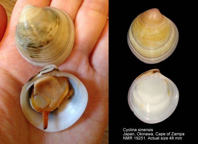 蛏子贝壳类海鲜,贝类海鲜有哪些毛蚶