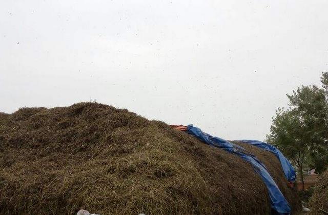 养猪发酵饲料视频大全,陈氏养猪法全液态发酵饲料