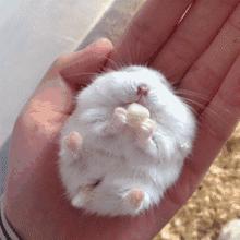 仓鼠食粮养鼠日常分享,仓鼠饲养攻略小猫