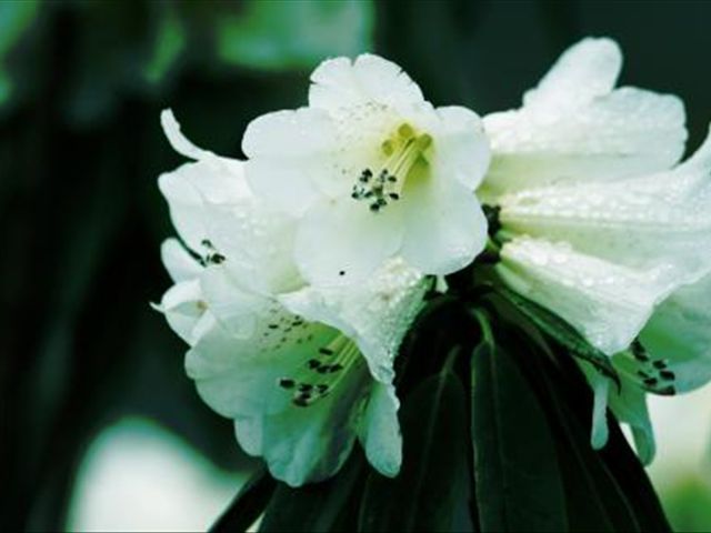 杜鹃花叶子发蔫落叶怎么办,杜鹃花叶子发褐怎么办