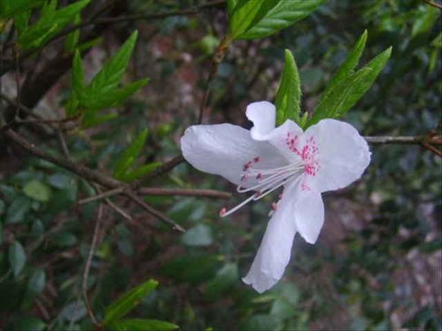 杜鹃花叶子发蔫落叶怎么办,杜鹃花叶子发褐怎么办