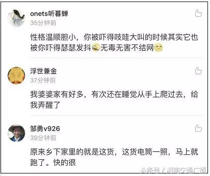 养蜘蛛能除蟑螂吗,蜘蛛能灭蟑螂吗