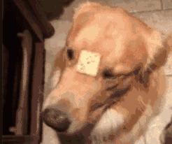 一只六个月的大金毛,大金毛是成精了吗竟然长这么大