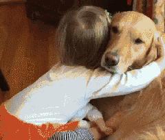 一只六个月的大金毛,大金毛是成精了吗竟然长这么大