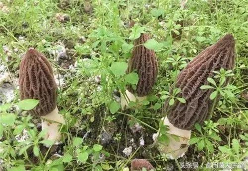 羊肚菌种植栽培技术成熟吗,羊肚菌种植栽培技术资料