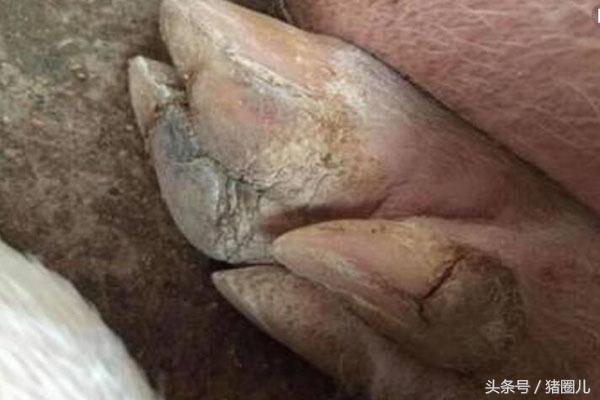 六十斤的猪脚痛怎么回事,猪脚痛为什么这么难治