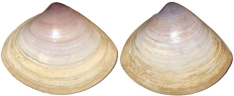 蛏子扇贝各种贝类如何区分,海鲜蛏的品种大全