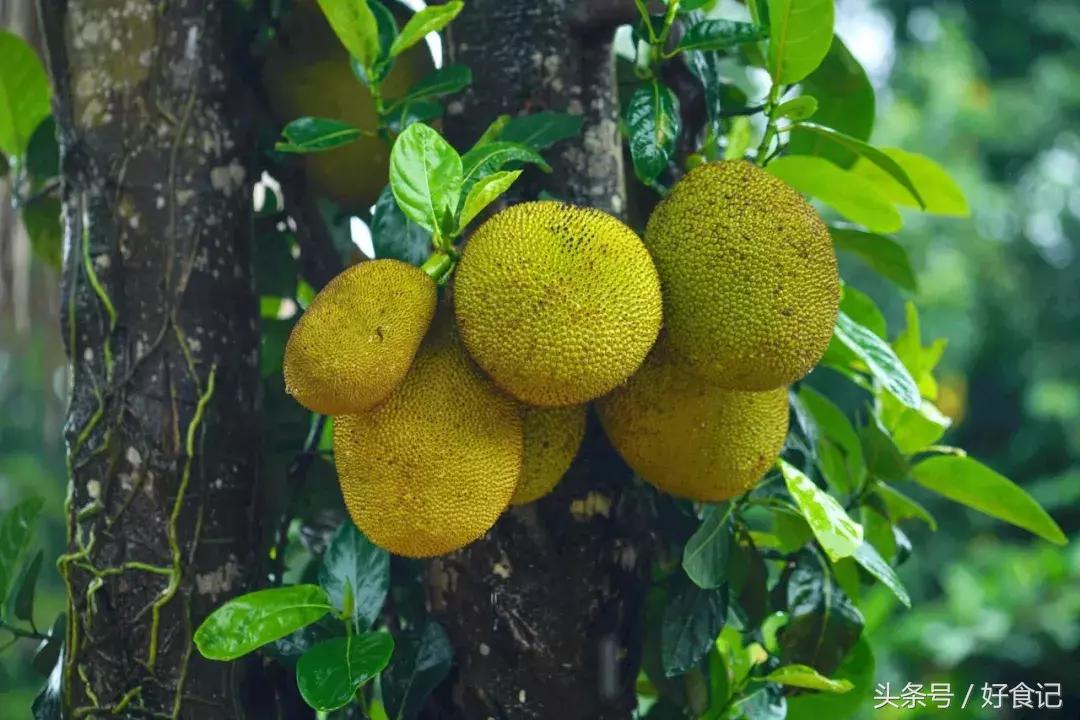 勐海县第一普洱茶,勐海茶厂最出名的茶