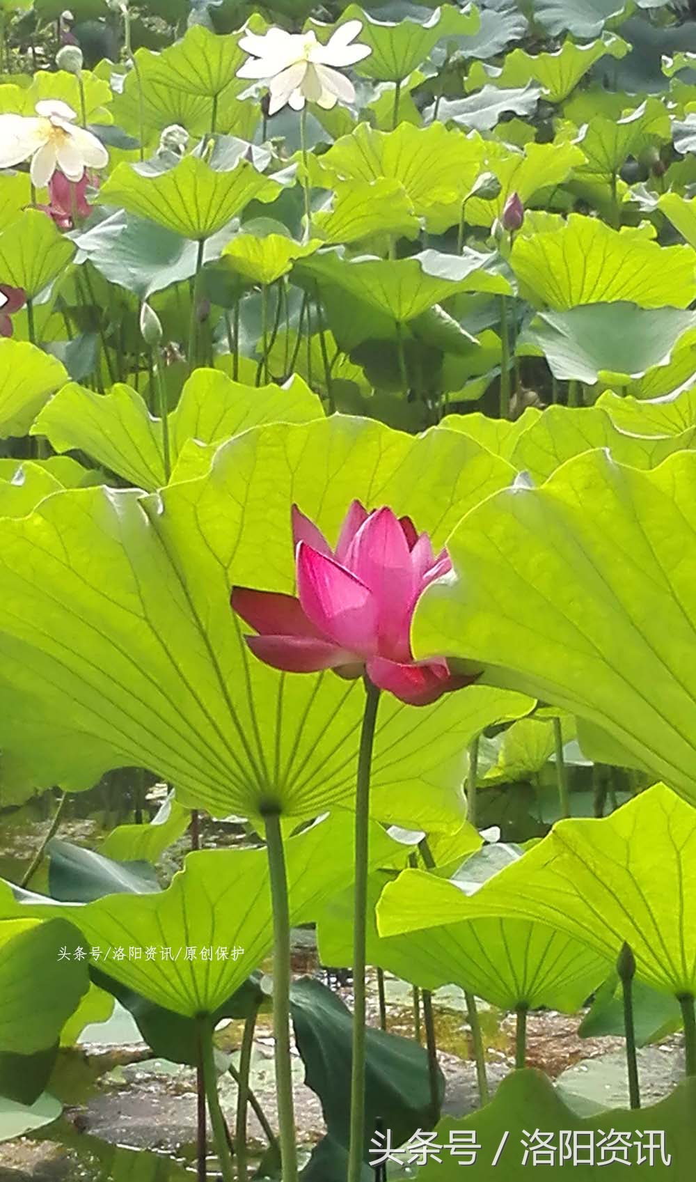 洛阳偃师孟津撤县划区地图,洛阳孟津撤县划区吗