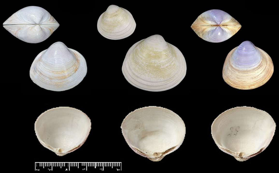 蛏子贝壳类海鲜,贝类海鲜有哪些毛蚶