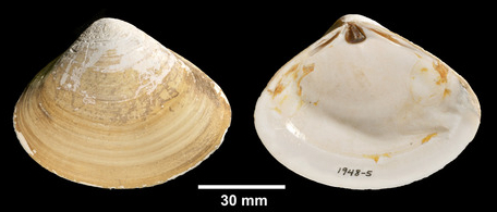 蛏子扇贝各种贝类如何区分,海鲜蛏的品种大全