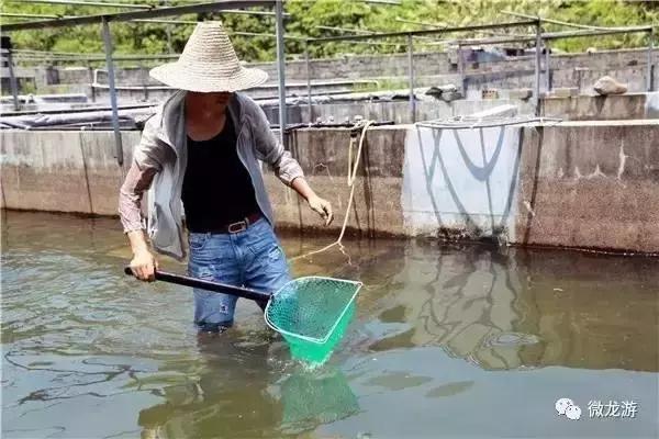 一亩养殖石斑鱼的利润是多少呢,养1万斤淡水石斑鱼盈利大概多少