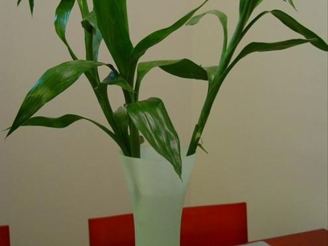 富贵竹黄叶烂根怎么解决,富贵竹黄叶怎么补救最佳方法