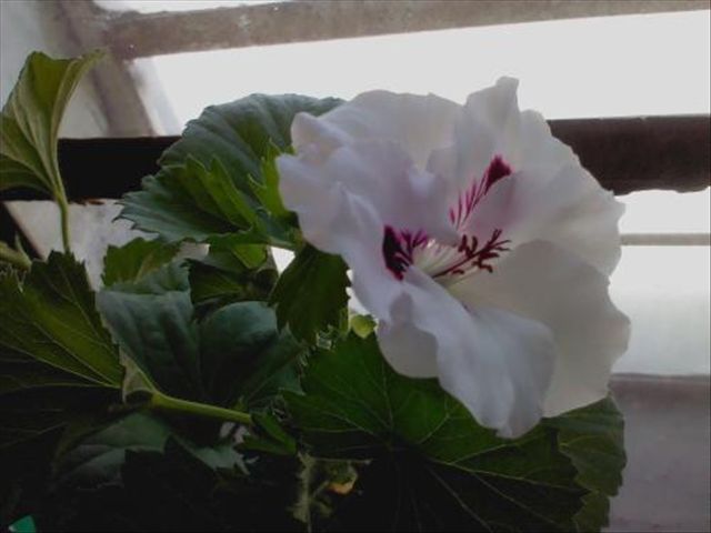 天竺葵病害一半叶枯萎,天竺葵常见的病虫害及防治方法