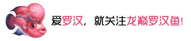 罗汉鱼风水讲究图解,罗汉鱼讲究风水吗视频讲解