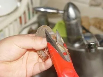 冷冻虾刺破手指怎么处理,海虾刺到手怎么处理