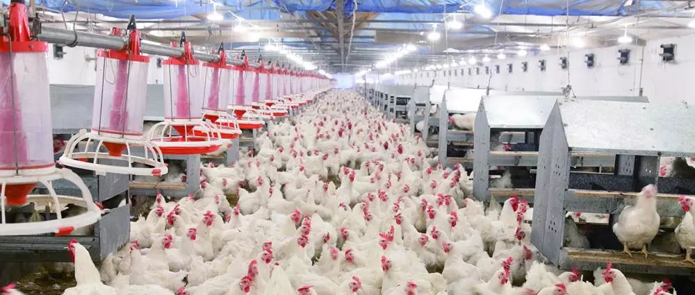 种植丝瓜一亩收入利润多少,大棚种植丝瓜一亩能赚多少钱