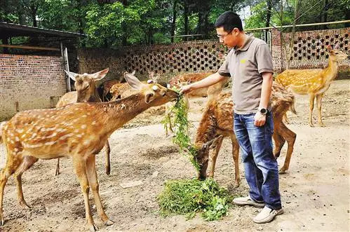 种植丝瓜一亩收入利润多少,大棚种植丝瓜一亩能赚多少钱