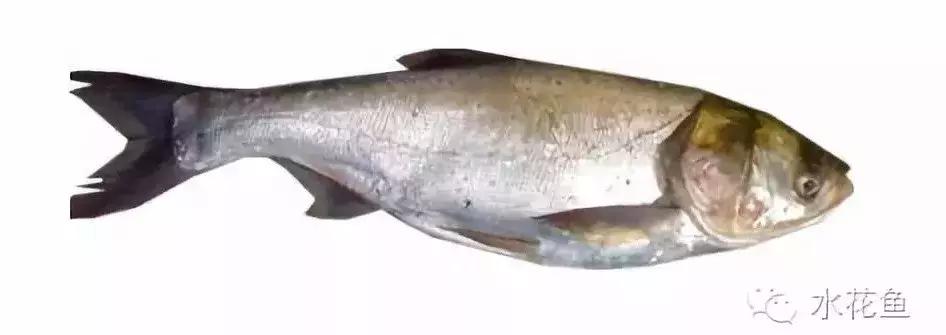 怎样抑制蓝藻爆发,控制蓝藻最省钱的办法