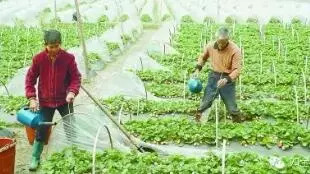 草莓穴盘苗怎么定植,无土栽培立体草莓定植及管理