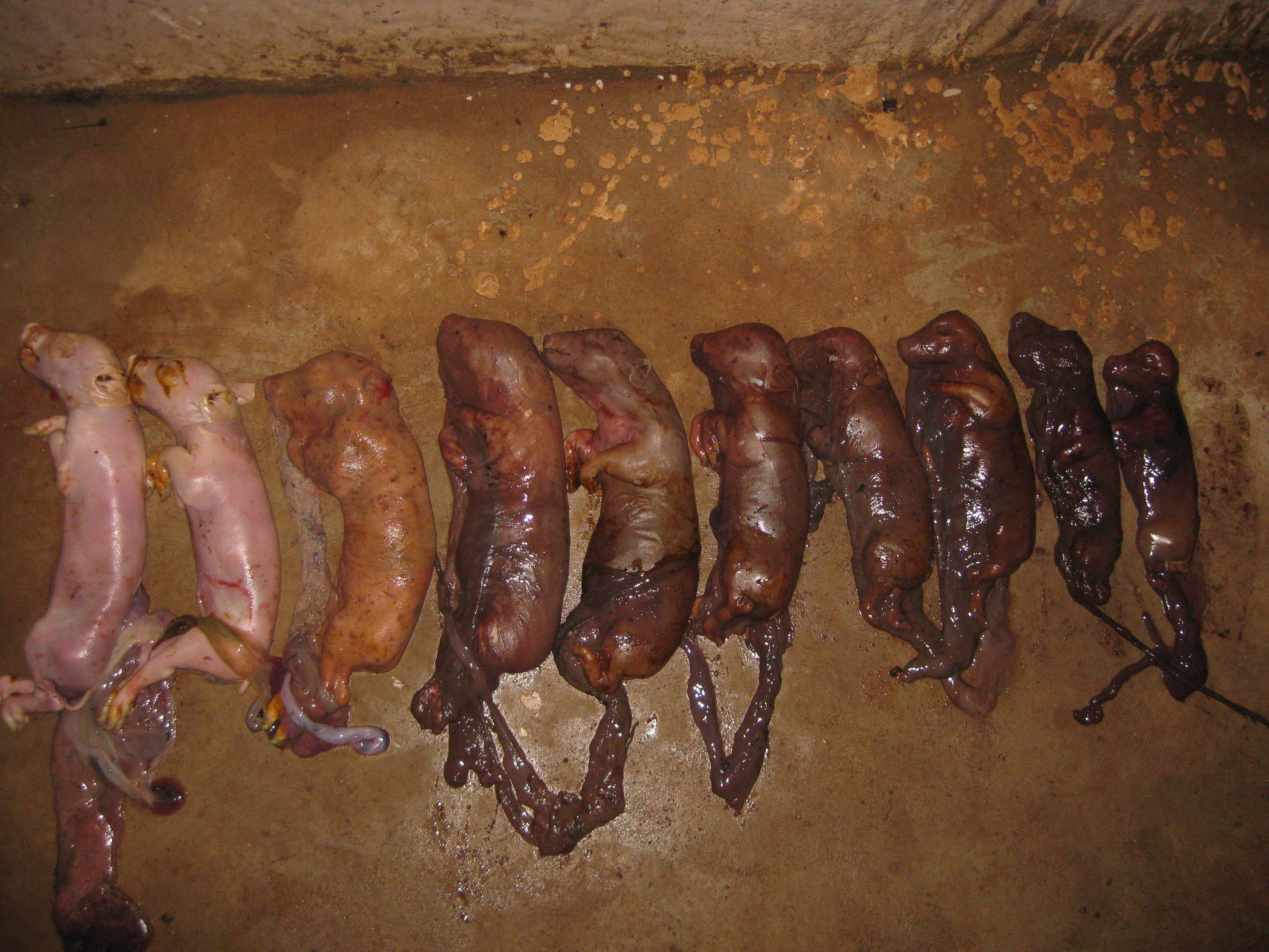 母猪产下来死胎腐烂是什么原因,母猪产下白色死胎怎么回事