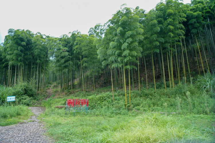 湖州安吉旅游省钱攻略,湖州安吉旅游攻略全部