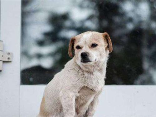 小狗刚到家怎么养柯基呢,小狗刚到家关笼子里一直叫怎么办