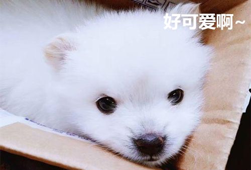 小狗刚到家怎么养柯基呢,小狗刚到家关笼子里一直叫怎么办